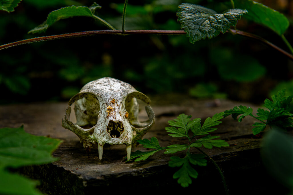 Photographing Animal Skulls