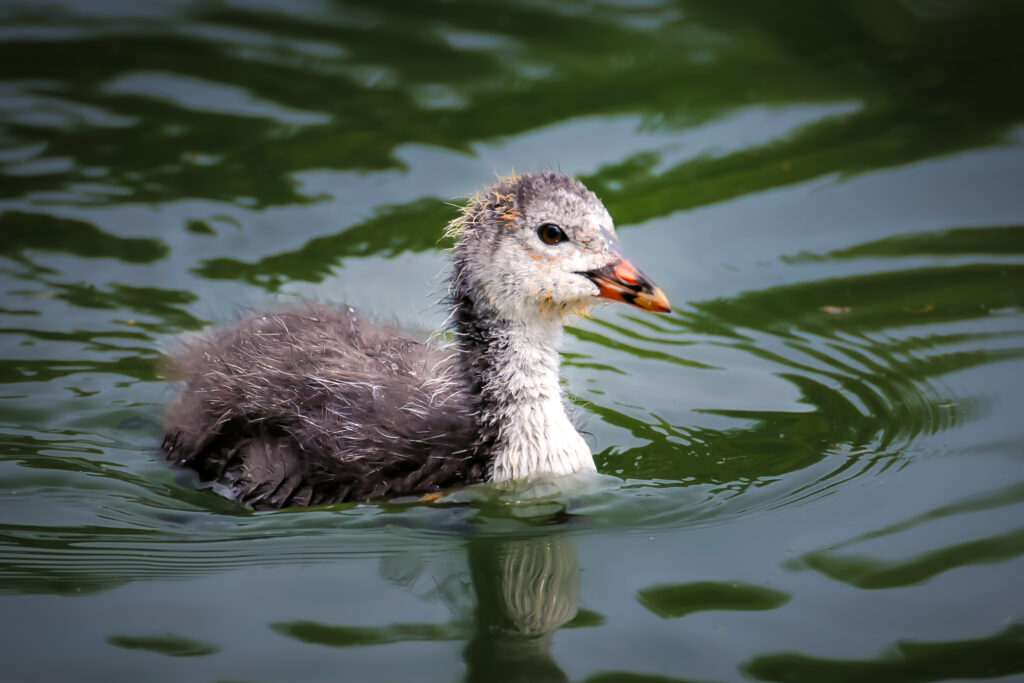 Beauty of Bird Chicks